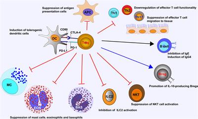 Regulatory T Cells, a Viable Target Against Airway Allergic Inflammatory Responses in Asthma